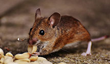 Find Exterminators in Stanislaus County
